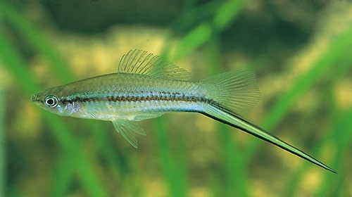 Аквариумная рыбка Меченосец: фото, содержание и кормление, размножение и разведение.