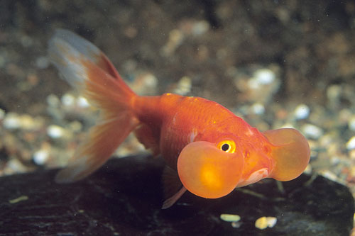 Аквариумная рыбка Водяные глазки или шуйгон: фото, содержание и кормление, размножение и разведение.