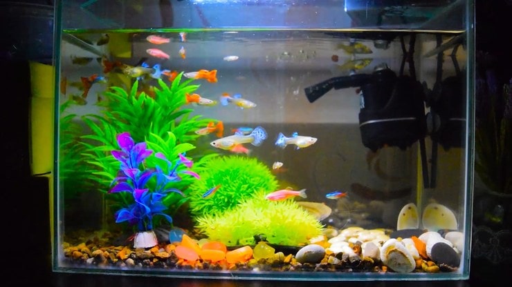 аквариум с рыбками 