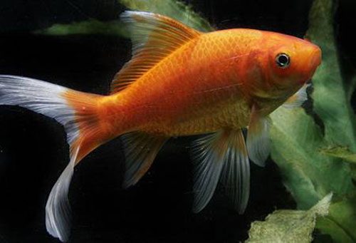Аквариумная рыбка Вакин (золотая рыбка): фото, содержание и кормление, размножение и разведение.