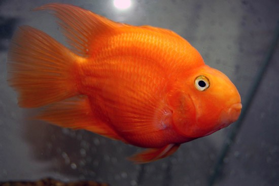 Аквариумная рыбка Красный попугай (рыба-попугай): фото, содержание и кормление, размножение и разведение.