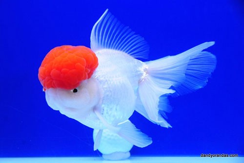 Аквариумная рыбка Оранда (красная шапочка): фото, содержание и кормление, размножение и разведение.