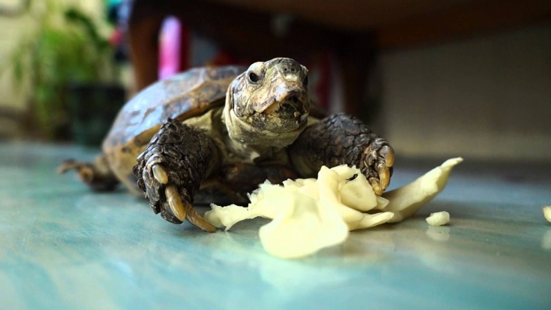 7 основных компонентов для кормления красноухой черепахи