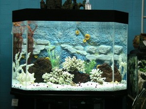 Как сделать задний фон для аквариума своими руками