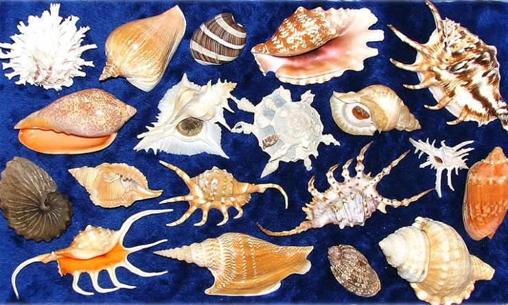 раковины моллюсков