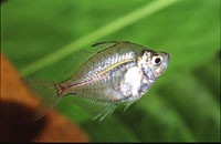 Аквариумная рыбка Окунь стеклянный: фото, содержание и кормление, размножение и разведение.