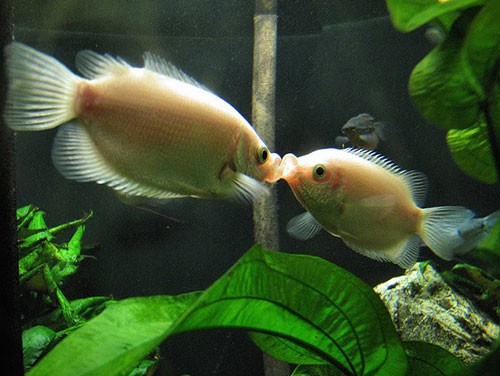 Аквариумная рыбка Гурами целующийся: фото, содержание и кормление, размножение и разведение.