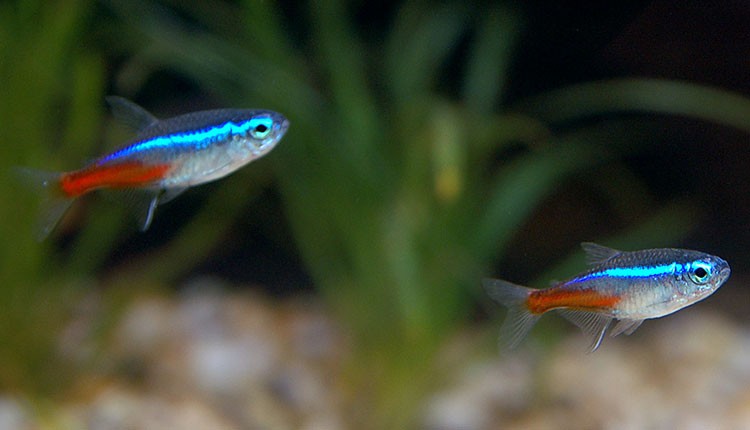 Аквариумная рыбка Неон обыкновенный: фото, содержание и кормление, размножение и разведение.