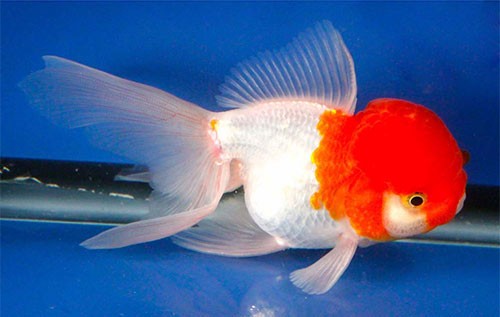 Аквариумная рыбка Оранда (красная шапочка): фото, содержание и кормление, размножение и разведение.