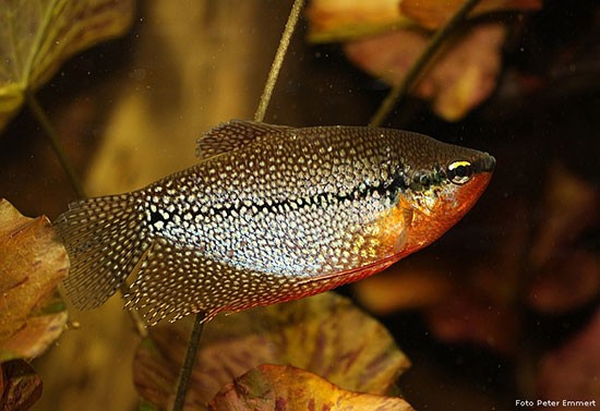 Аквариумная рыбка Жемчужный гурами: фото, содержание и кормление, размножение и разведение.