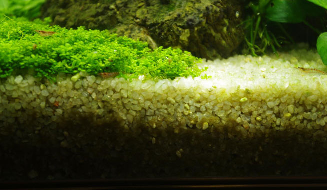 Чистка аквариума водоросли