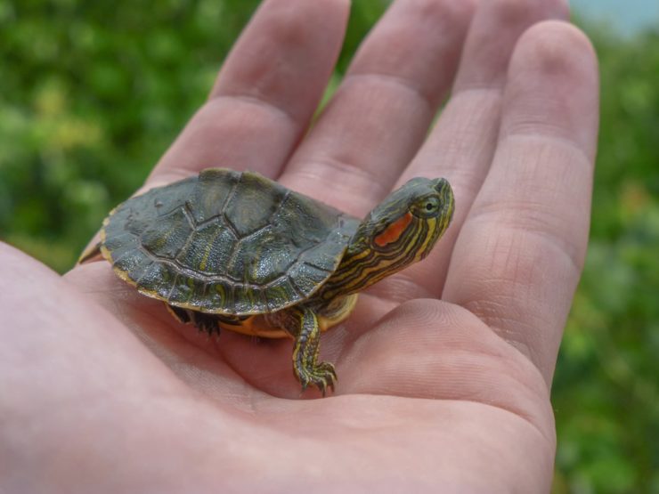 красноухая черепаха на руке