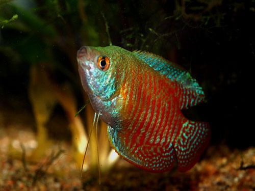 Аквариумная рыбка Лялиус: фото, содержание и кормление, размножение и разведение.
