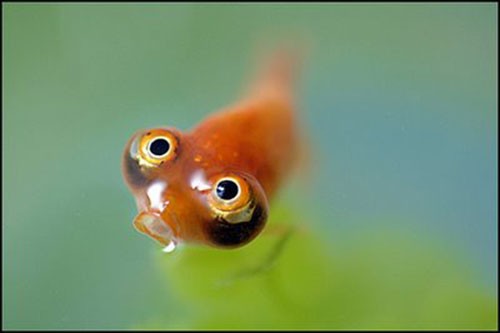 Аквариумная рыбка Небесное око или звездочет: фото, содержание и кормление, размножение и разведение.