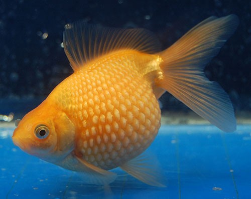 Аквариумная рыбка Золотая рыбка: фото, содержание и кормление, размножение и разведение.