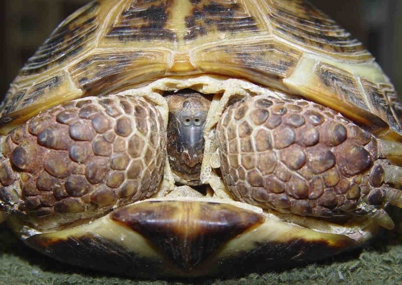 Как размножаются черепахи