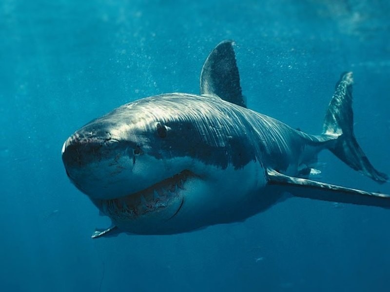 Белая акула самые страшные рыбы