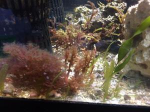  водоросли на растениях в аквариуме 
