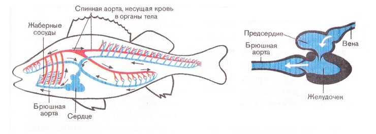кровеносная система рыб