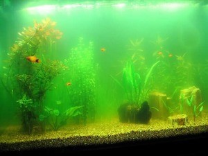  зелёные водоросли в аквариуме