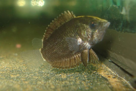 Аквариумная рыбка Рыба-обрубок или полицентрус: фото, содержание и кормление, размножение и разведение.