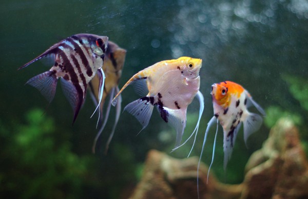Аквариумная рыбка Скалярия: фото, содержание и кормление, размножение и разведение.