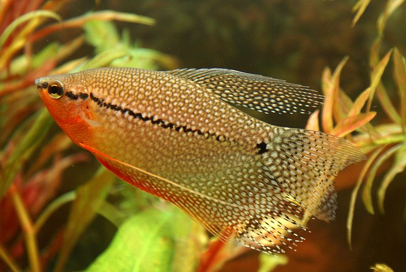 Аквариумные рыбки Гурами: виды, уход, содержание, размножение