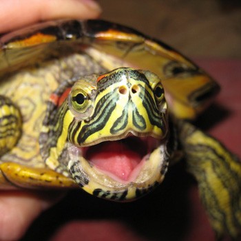 Особенности содержания красноухих черепах в аквариуме