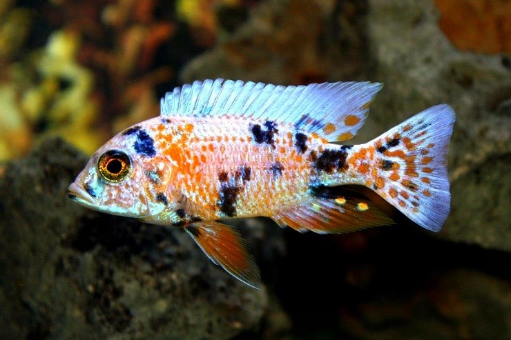 Аулонокара мультиколор рыба