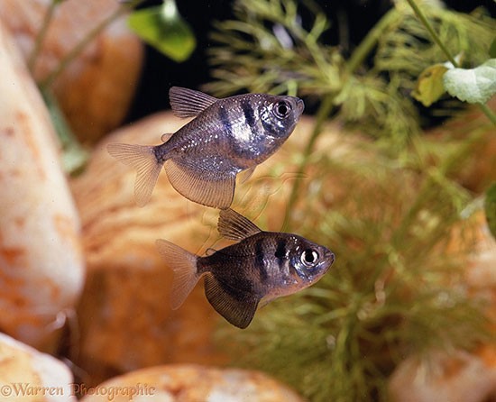 Аквариумная рыбка Тернеция (Черная тетра): фото, содержание и кормление, размножение и разведение.