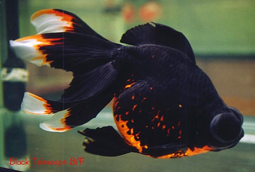 Аквариумная рыбка Телескоп (демекин): фото, содержание и кормление, размножение и разведение.