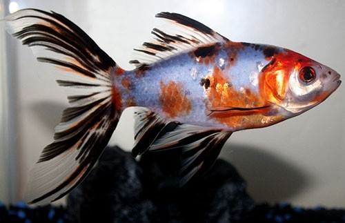 Аквариумная рыбка Шубункин: фото, содержание и кормление, размножение и разведение.