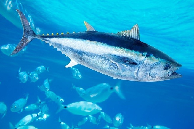 разновидность тунец