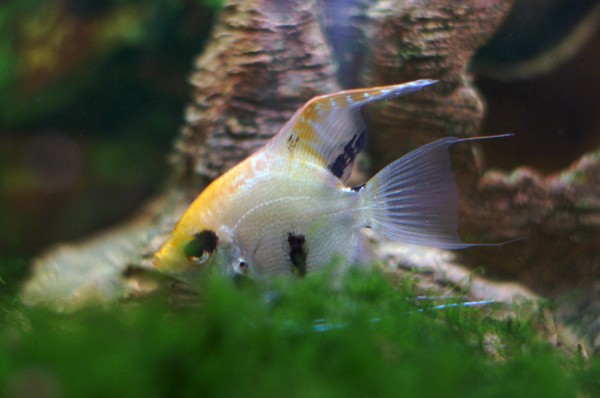 Аквариумная рыбка Скалярия: фото, содержание и кормление, размножение и разведение.