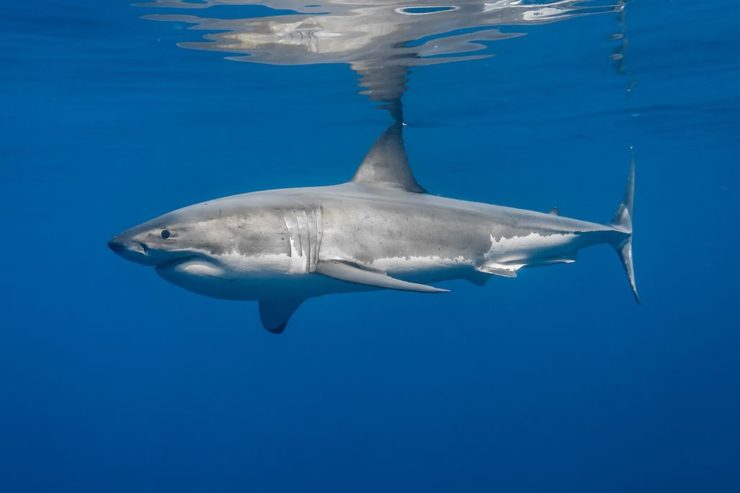 Белая акула фото