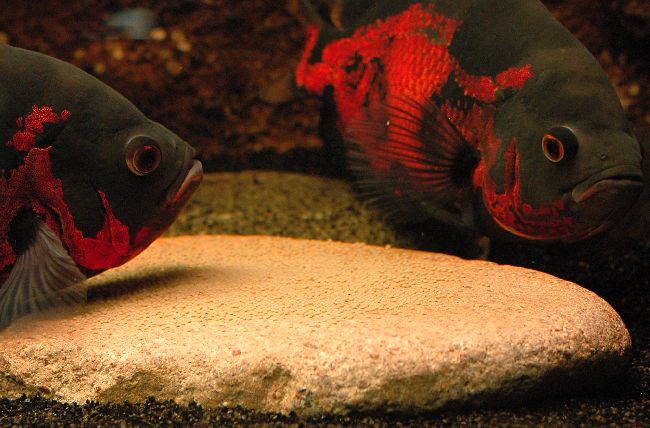 Аквариумная рыбка Астронотус: содержание, уход, размножение