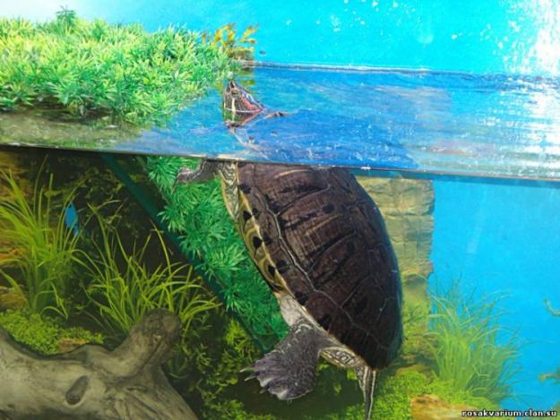 Аквариумные черепахи: виды, особенности ухода и содержания