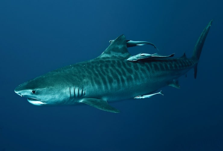 Тигровая акула фото