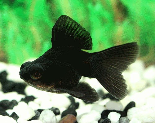 Аквариумная рыбка Телескоп черный: фото, содержание и кормление, размножение и разведение.