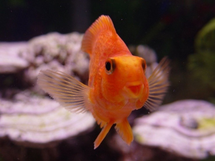 оранжевая рыбка