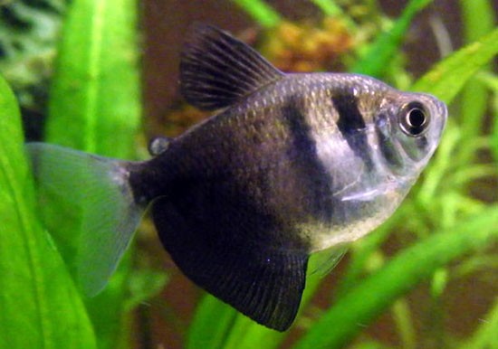 Аквариумная рыбка Тернеция (Черная тетра): фото, содержание и кормление, размножение и разведение.