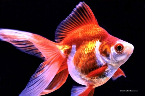 Аквариумная рыбка Рюкин (золотая рыбка): фото, содержание и кормление, размножение и разведение.