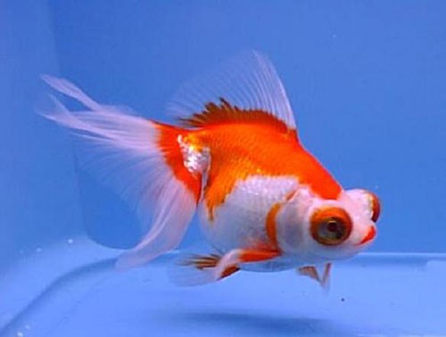 Аквариумная рыбка Телескоп (демекин): фото, содержание и кормление, размножение и разведение.