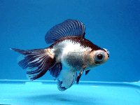 Аквариумная рыбка Телескоп-Бабочка: фото, содержание и кормление, размножение и разведение.