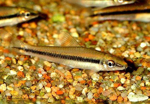Аквариумная рыбка Сиамский водорослеед (Grossocheilus siamensis): фото, содержание и кормление, размножение и разведение.