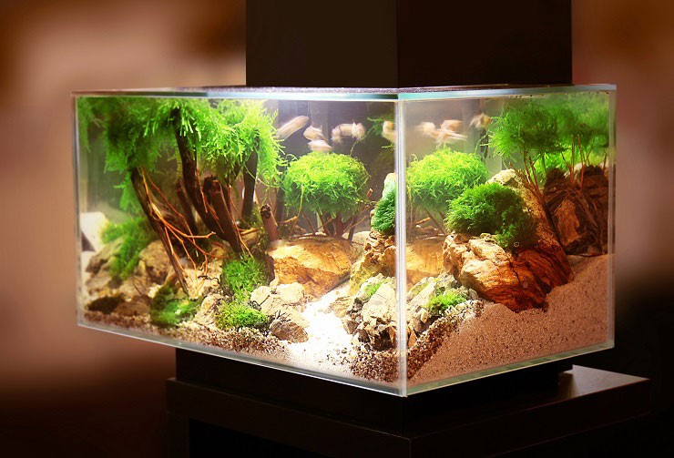 аквариум для петушков