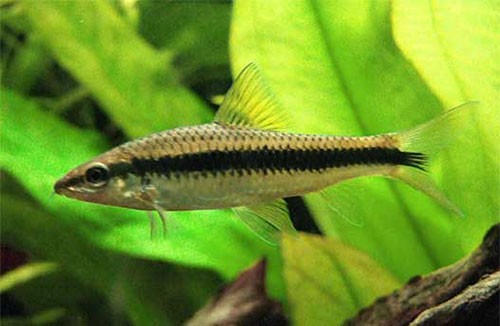 Аквариумная рыбка Сиамский водорослеед (Grossocheilus siamensis): фото, содержание и кормление, размножение и разведение.