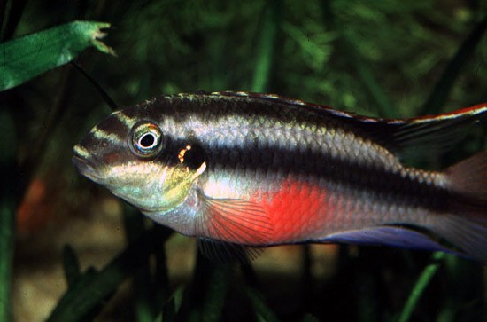 Аквариумная рыбка Цихлида-попугай: фото, содержание и кормление, размножение и разведение.