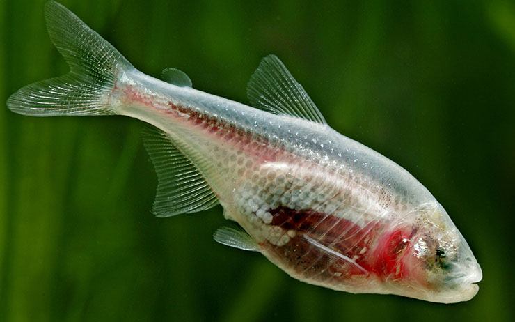 Прозрачная рыба