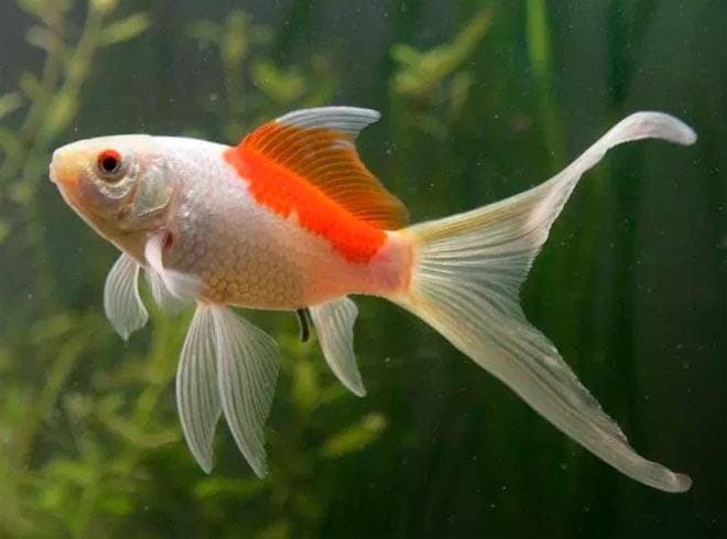 Рыбка комета (золотая аквариумная рыбка): виды (ситцевая, красная, черная, желтая), как отличить самца от самки, содержание, фото, размножение